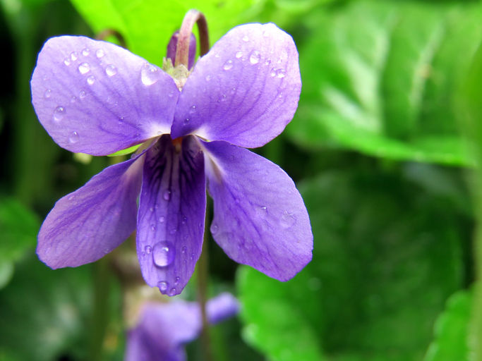 Violet